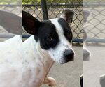 SUNNY - Female Mutt Dog for Adoption - Small photo
