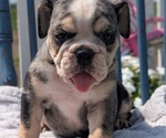 Small Photo #22 English Bulldog Puppy For Sale in GOSHEN, IN, USA
