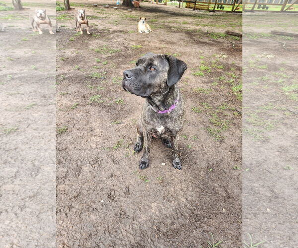 Medium Photo #8 Neapolitan Mastiff-Unknown Mix Puppy For Sale in The Woodlands, TX, USA