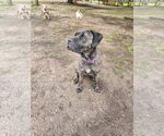 Small #7 Neapolitan Mastiff Mix