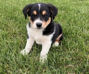 Australian Cattle Dog-English Shepherd Mix Puppy for sale in RANDOLPH, WI, USA