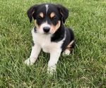 Small Australian Cattle Dog-English Shepherd Mix