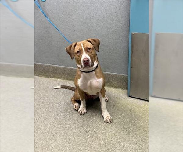 Medium Photo #1 Mutt Puppy For Sale in Las Vegas, NV, USA