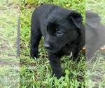 Small #2 Belgian Malinois