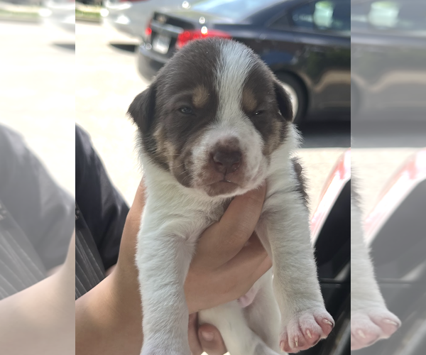 Medium Photo #2 Mutt Puppy For Sale in Rockville, MD, USA
