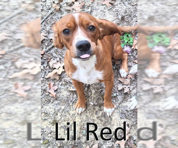 Medium Photo #4 Beagle-Unknown Mix Puppy For Sale in Mountain View, AR, USA