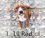 Small #3 Beagle Mix