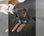 Small #2 Mutt