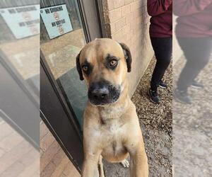 Bullmastiff-German Shepherd Dog Mix Dogs for adoption in London, Ontario, Canada