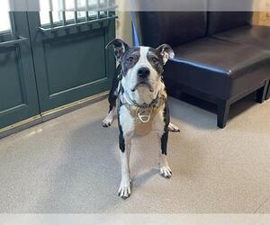 Mutt Dogs for adoption in Pasadena, CA, USA