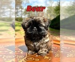 Image preview for Ad Listing. Nickname: Bear