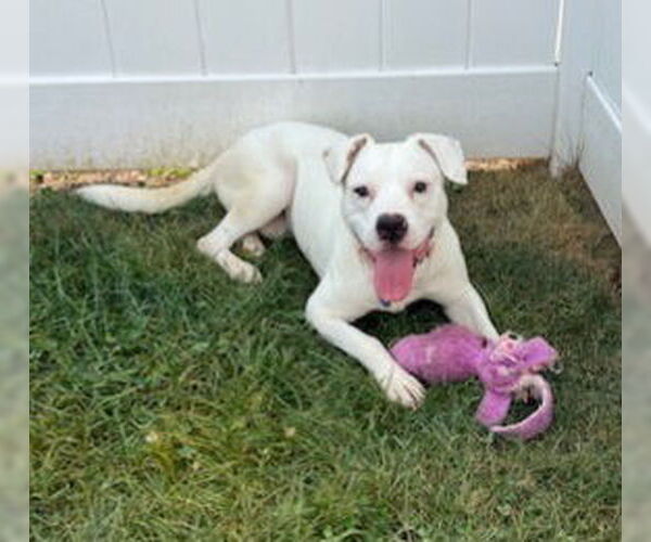 Medium Photo #4 Mutt Puppy For Sale in Springdale, PA, USA