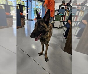 German Shepherd Dog Dogs for adoption in Temple, TX, USA