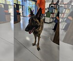 CAMILO - Male German Shepherd Dog Dog for Adoption - Small photo