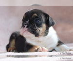Small #7 Bulldog
