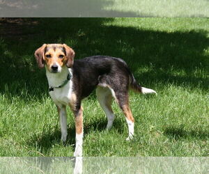 Beagle-Unknown Mix Dogs for adoption in Doylestown, PA, USA