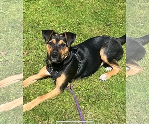 German Shepherd Dog-German Wirehaired Pointer Mix Dogs for adoption in SHERBURNE, NY, USA