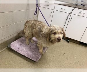 Cairn Terrier-Unknown Mix Dogs for adoption in Santa Maria, CA, USA