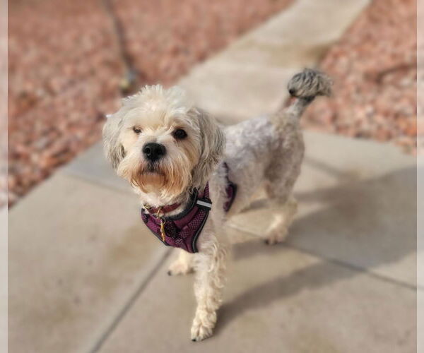 Medium Photo #4 Miniature Schnauzer-Poodle (Miniature) Mix Puppy For Sale in Phoenix, AZ, USA