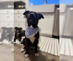 Small #3 Labrador Retriever Mix
