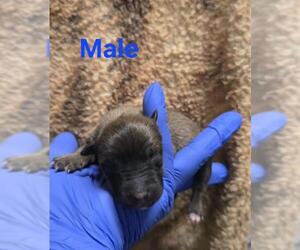 German Shepherd Dog-Unknown Mix Dogs for adoption in HESPERIA, CA, USA