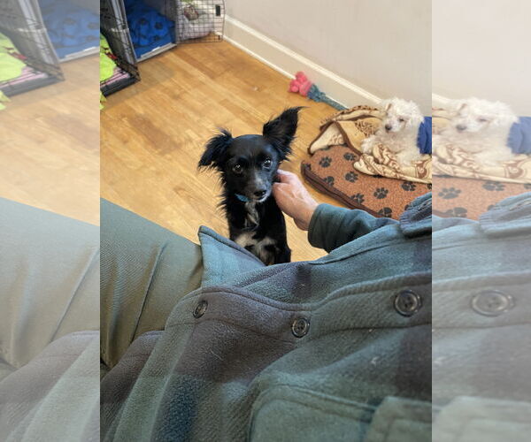 Medium Photo #8 Chion Puppy For Sale in Dana Point, CA, USA