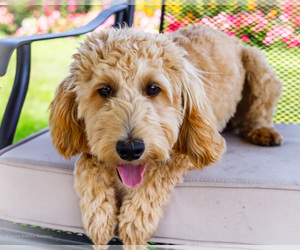 Goldendoodle-Poodle (Miniature) Mix Puppy for sale in WAKARUSA, IN, USA