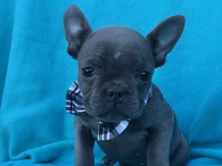 French Bulldog Puppy for sale in QUARRYVILLE, PA, USA