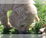 Small Photo #10 Goldendoodle Puppy For Sale in BRIGHTON, MO, USA