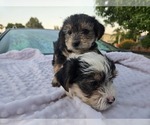 Small #2 Yorkshire Terrier