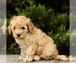 Small #3 Goldendoodle (Miniature)