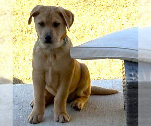 Medium Photo #2 Great Pyrenees-Unknown Mix Puppy For Sale in Denton, TX, USA
