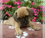 Small #9 Puggle