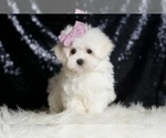 Small #1 Maltese