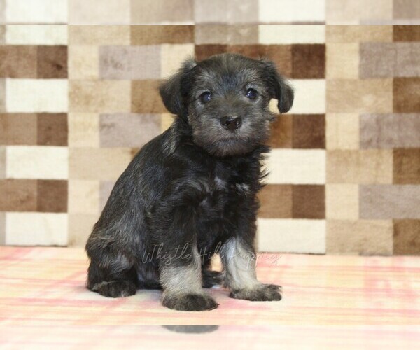 Medium Photo #4 Schnauzer (Miniature) Puppy For Sale in DENVER, PA, USA