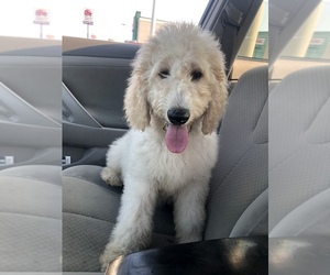 Goldendoodle Puppy for sale in AUGUSTA, GA, USA