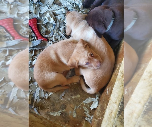 Medium Photo #1 Labrador Retriever Puppy For Sale in BARRONETT, WI, USA