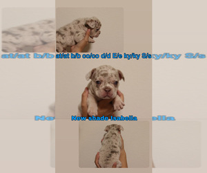 French Bulldog Puppy for sale in RIVERSIDE, CA, USA