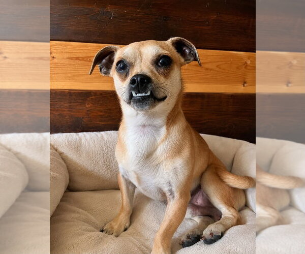 Medium Photo #3 Chihuahua Puppy For Sale in Aurora, IN, USA