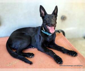 German Shepherd Dog Dogs for adoption in Parlier, CA, USA