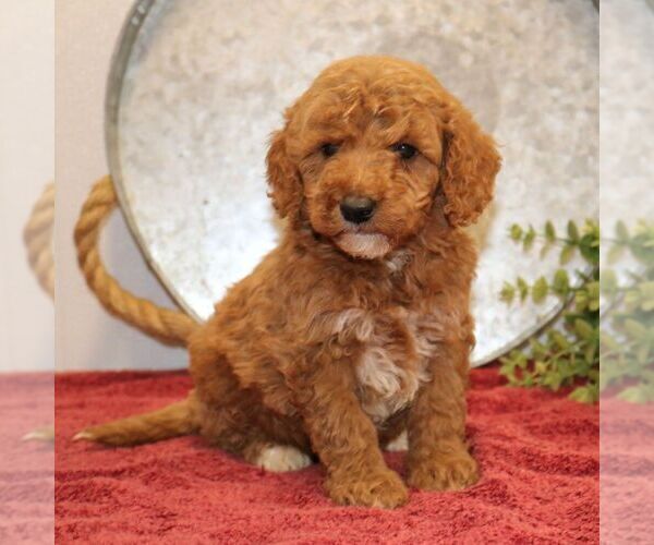 Medium Photo #4 Goldendoodle (Miniature) Puppy For Sale in EPHRATA, PA, USA