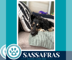 Small Photo #6 English Shepherd Puppy For Sale in Kimberton, PA, USA