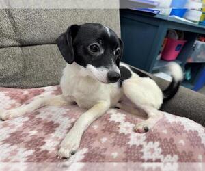 Mutt Dogs for adoption in Peoria, IL, USA