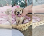 Small Photo #3 Cocker Spaniel Puppy For Sale in WITHEE, WI, USA