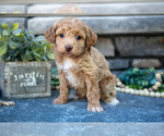 Puppy Sydney Poovanese