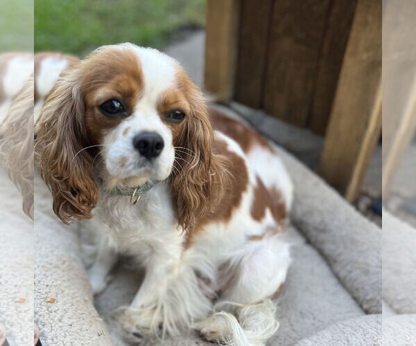Medium Photo #3 Cavalier King Charles Spaniel-Unknown Mix Puppy For Sale in Brooklyn Center, MN, USA