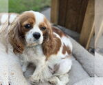 Small #2 Cavalier King Charles Spaniel Mix