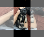 Small #1 German Shepherd Dog