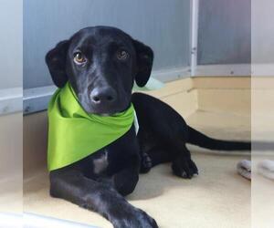 Labrador Retriever-Unknown Mix Dogs for adoption in San Antonio, TX, USA