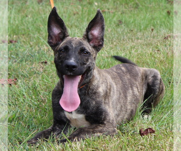 Medium Photo #3 Mutt Puppy For Sale in Prattville, AL, USA